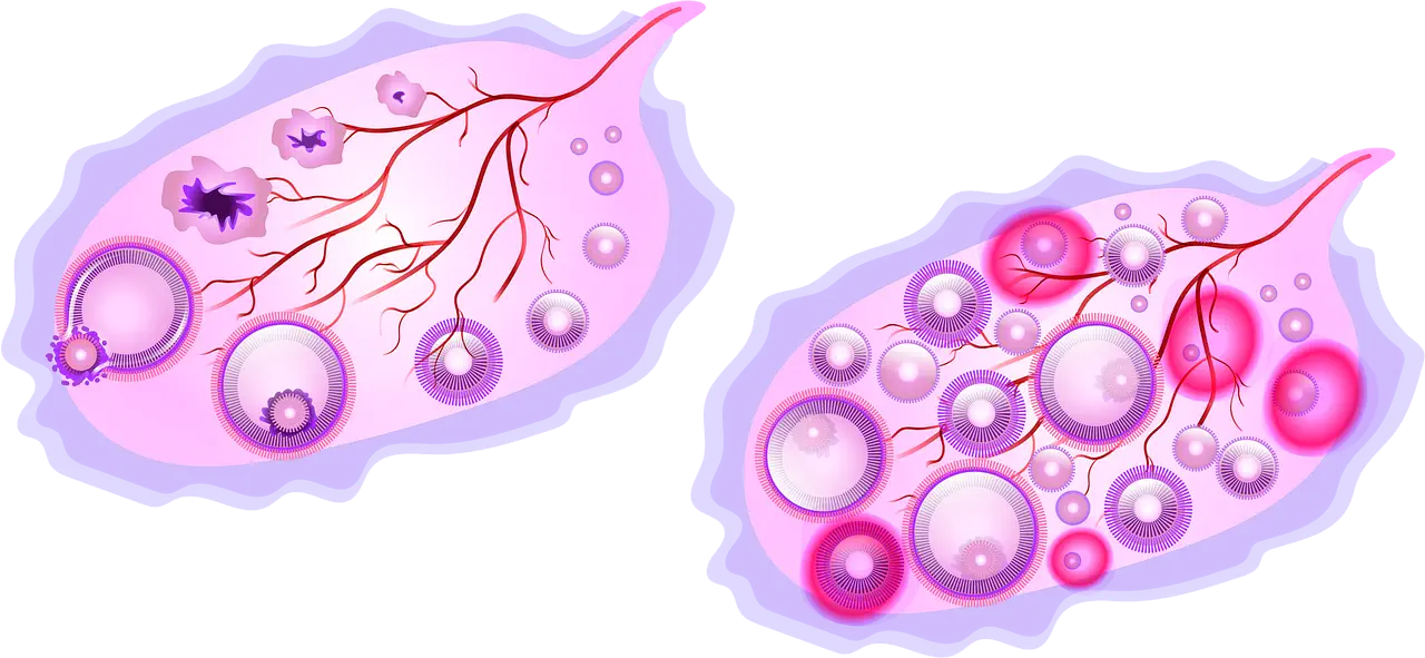 La Période Ovulatoire chez la Femme : Comprendre et Détecter Son Pic de Fertilité Grâce à la Symptothermie