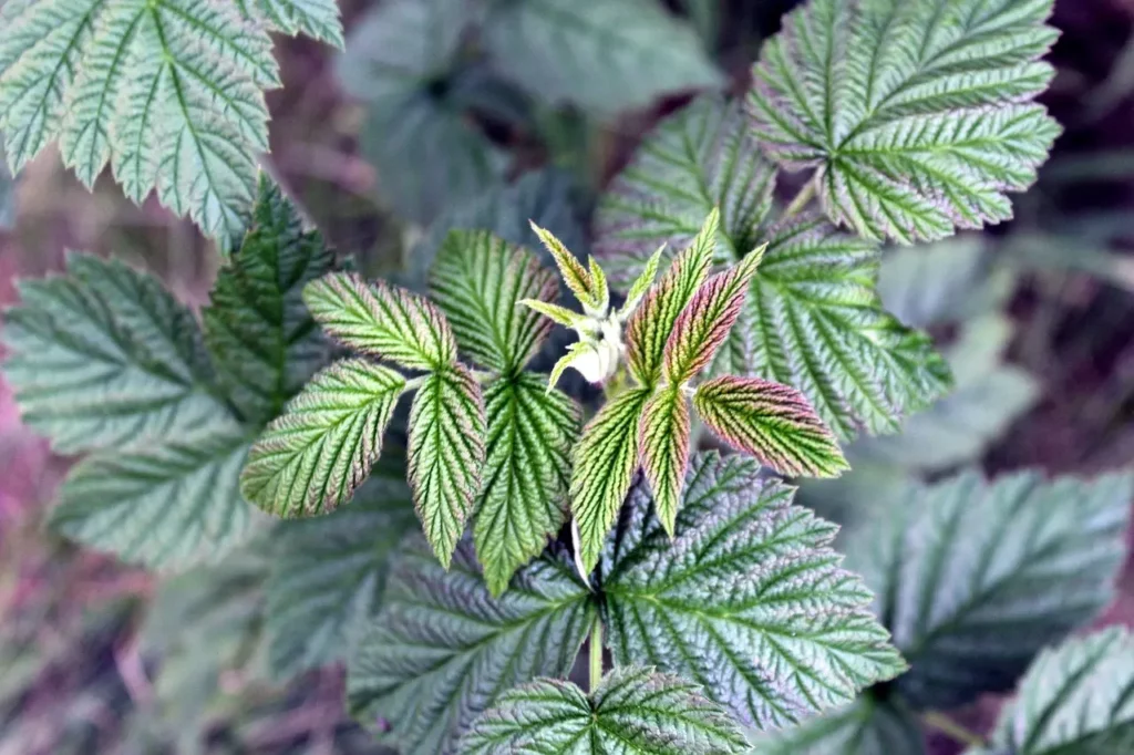 naturopathe et fertilité feuilles de frambroisier