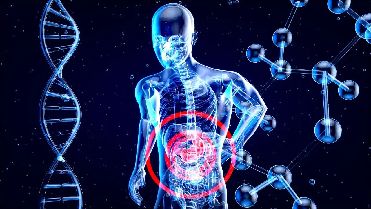 Comprendre l’axe Intestin-Cerveau : Clé de la Vitalité et de l’Équilibre Hormonal